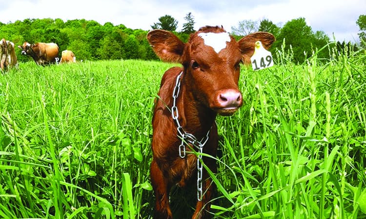 Milking Shorthorn cattle