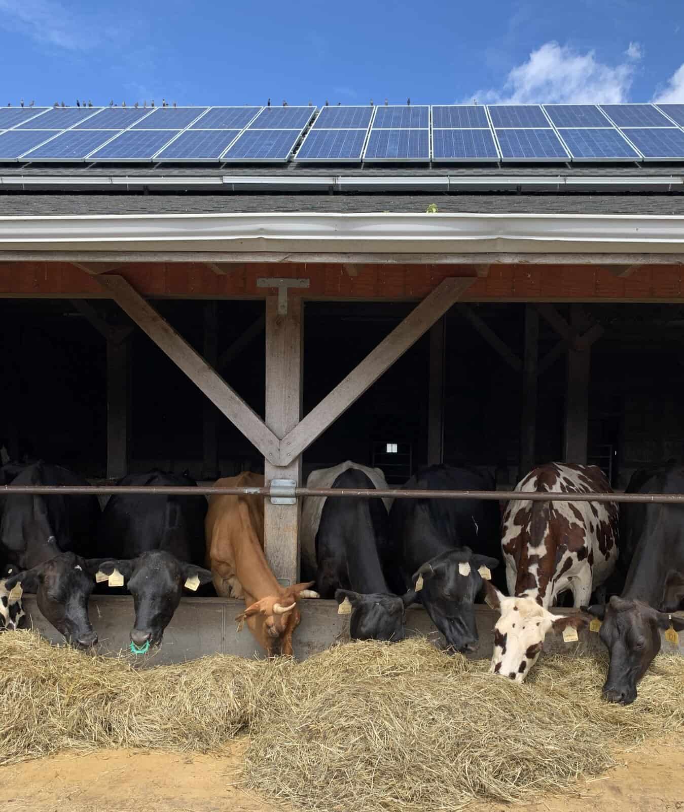 How Does Winter Feeding (Hay Versus Pasture) Influence the Flavor Development of Cheese?